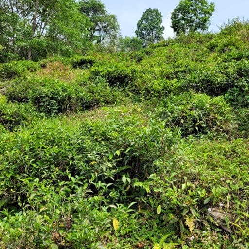 Teegarten Ambootia am Berghang